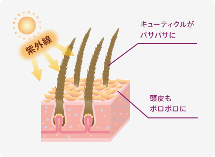 紫外線 キューティクルがパサパサに 頭皮もボロボロに