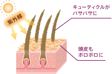 紫外線 キューティクルがパサパサに 頭皮もボロボロに