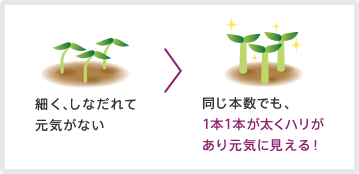 細く、しなだれて元気がない髪。同じ本数でも、1本1本が太くハリがあり元気に見える！