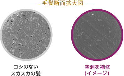 毛髪断面拡大図 コシのないスカスカの髪 空洞を修復