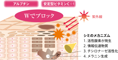 アルブチン 安定型ビタミンＣ※1 Ｗでブロック 紫外線 シミのメカニズム 1. 活性酸素が発生 2. 情報伝達物質 3. チシロナーゼ活性化 4. メラニン生成