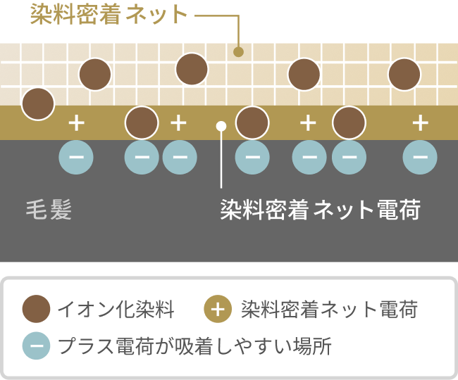 染料密着ネット  毛髪  染料密着ネット電荷  イオン化染料  染料密着ネット電荷  プラス電荷が吸着しやすい場所
