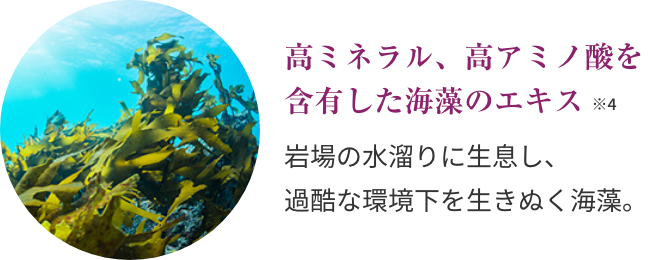 高ミネラル、高アミノ酸を含有した海藻のエキス ※4  岩場の水溜りに生息し、過酷な環境下を生きぬく海藻。