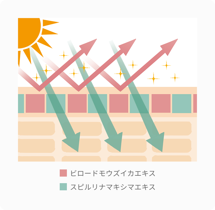 ビロード モウズイカエキス スピルリナ マキシマエキス