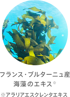 フランス・ブルターニュ産 海藻のエキス※ ※アラリアエスクレンタエキス