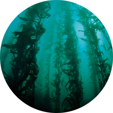 全長が約50mにも達する世界一長いこの海藻は、夏の最盛期には1日に50cm以上という驚くべきスピードで成長します。この成長力が毛根に働きかけ、美しく豊かな髪の成長をサポートします。