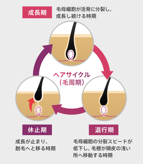 ヘアサイクル（毛周期） 成長期 毛母細胞が活発に分裂し、成長し続ける時期 退行期 毛母細胞の分裂スピードが低下し、毛根が頭皮の浅い所へ移動する時期 休止期 成長が止まり、脱毛へと移る時期