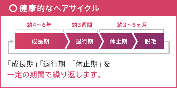 〇 健康的なヘアサイクル 約4～6年 成長期 約3週間 退行期 約3～5ヵ月 休止期 脱毛 「成長期」「退行期」「休止期」を一定の期間で繰り返します。