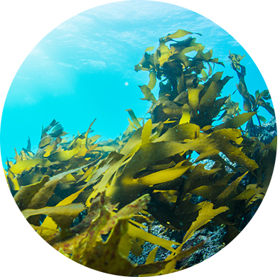 フランス・ブルターニュ地方。世界中で最もミネラル濃度が高いこの海域で産出される海藻のエキスは、アミノ酸やミネラルを多く含みます。
