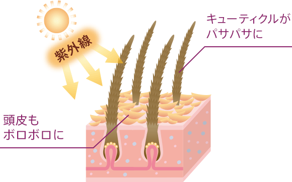 紫外線 キューティクルがパサパサに 頭皮もボロボロに