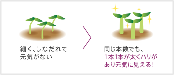 細く、しなだれて 元気がない髪。＞同じ本数でも、 1本1本が太くハリが あり元気に見える！