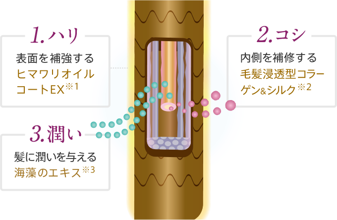 1 ハリ 表面を補強するヒマワリオイルコートEX※ 2 コシ 内側を補修する毛髪浸透型コラーゲン&シルク 3 潤い 髪に潤いを与える海藻エキス ※ ヒマワリ種子油、（アクリレーツ/メタクリル酸ポリトリメチルシロキシ）コポリマー