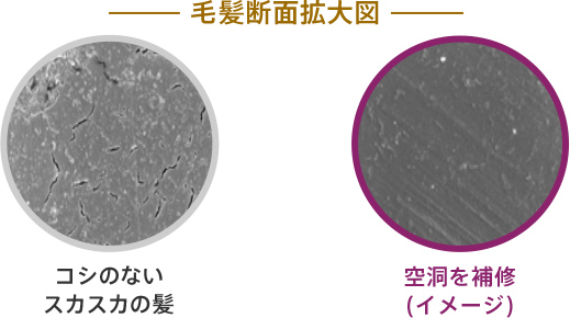 毛髪断面拡大図 コシのないスカスカの髪 空洞を修復