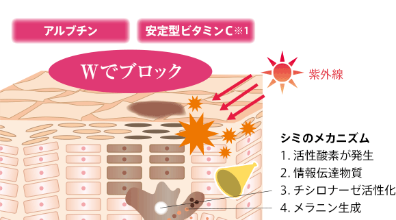 アルブチン 安定型ビタミンＣ※1 Ｗでブロック 紫外線 シミのメカニズム 1. 活性酸素が発生 2. 情報伝達物質 3. チシロナーゼ活性化 4. メラニン生成